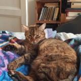 Picture of cat lost at Valence