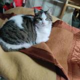 Picture of cat lost at Bourges