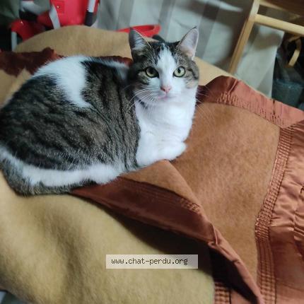 Photo 1/1 Sushi Chat lost in Bourges