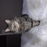 Picture of cat lost at Champeon