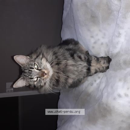 Photo 1/1 hopper Chat lost in Champeon