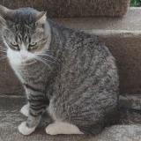 Picture of cat lost at Pire Chance