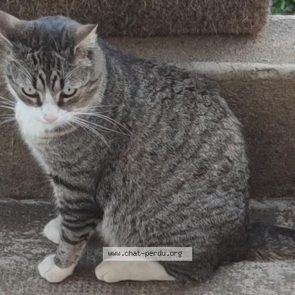 Photo 1/1 OGGY Chat lost in Pire chance