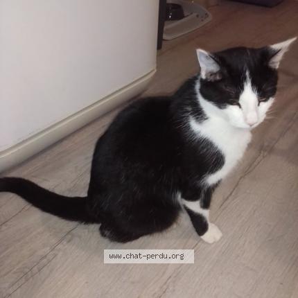 Photo 1/1 Cat reunited Lost in Chasseneuil du poitou