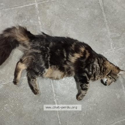 Photo 1/1 Cat reunited Found in Saint pierre des corps