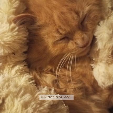 Photo 1/1 Pifoui Chat lost in Fuveau