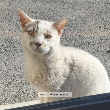 Photo 1/1 Blanco Chat lost in Allos