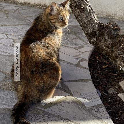 Photo 1/1 Reunited cat Lost in Saint Romain En Viennois