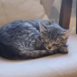 Picture of cat lost at St Eustache