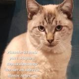 Picture of cat lost at Achet