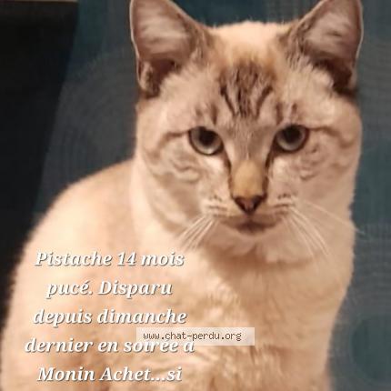 Photo 1/1 Pistache Chat lost in Achet