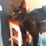 Picture of cat lost at Saint Genes Champanelle