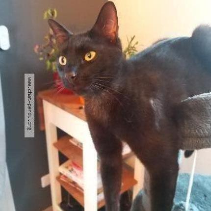 Photo 1/1 Chaton Chat lost in Saint genes champanelle