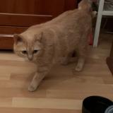 Picture of cat lost at Les Pavillons Sous Bois