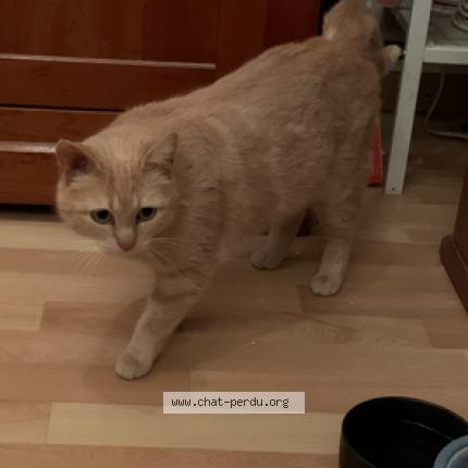 Photo 1/1 Fanette Chat lost in Les pavillons sous bois