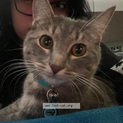 Photo 1/1 Reunited cat Lost in Jonesboro