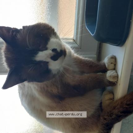 Photo 1/1 Found cat Found in Cogles