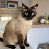 Picture of cat lost at Saint Leu La Foret