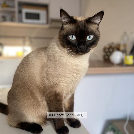 Photo 1/1 Floki Chat lost in Saint leu la foret