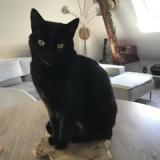 Picture of cat lost at Vernonnet