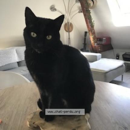 Photo 1/1 Phuket Chat lost in Vernonnet