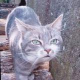 Picture of cat lost at Saint Nazaire