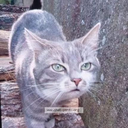 Photo 1/1 Kiwi Chat lost in Saint nazaire