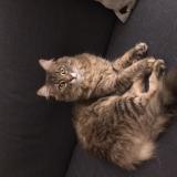 Picture of cat lost at Saint Louis