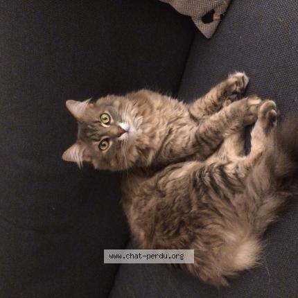 Photo 1/1 Molky Chat lost in Saint louis