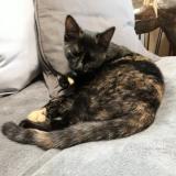 Picture of cat lost at Corps Nuds