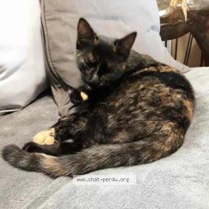 Photo 1/1 Vanille Chat lost in Corps nuds