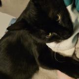 Picture of cat lost at Buxerolles