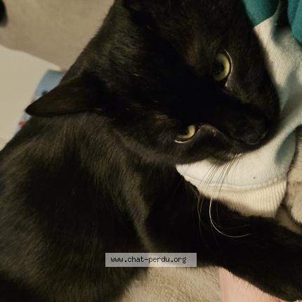 Photo 1/1 Kayden Chat lost in Buxerolles