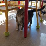 Picture of cat lost at Bouligny