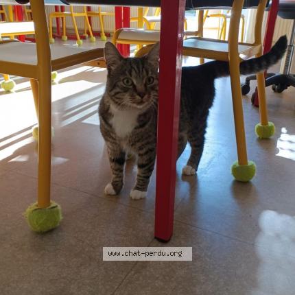 Photo 1/1 Pouki Chat lost in Bouligny