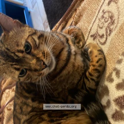 Foto 1/1 Wiedergefundene Katze Verloren in Bogis Bossey