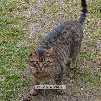 Photo 1/1 Found cat Found in Remilly