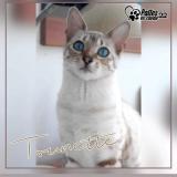 Picture of cat lost at Trebeurden