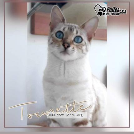 Photo 1/1 Stéphanie GAUTIER Chat lost in Trebeurden