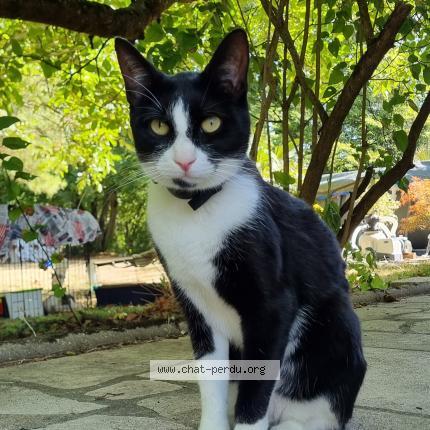 Photo 1/1 Spot Chat lost in Foameix