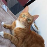 Picture of cat lost at La Teste De Buch