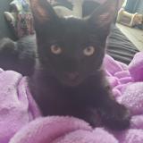 Picture of cat lost at Torcy