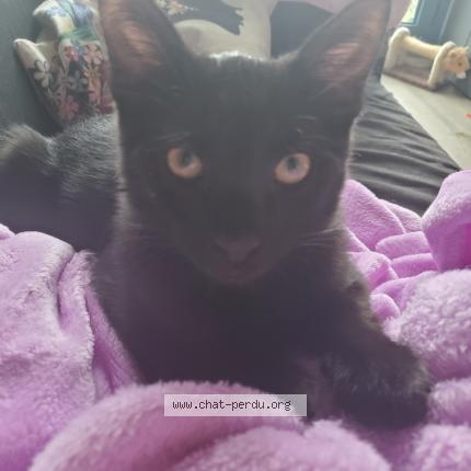 Photo 1/1 BAGY Chat lost in Torcy