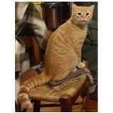 Picture of cat lost at Soueix Rogalle