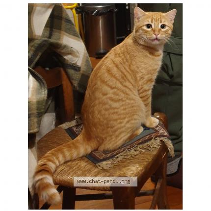 Photo 1/1 Brownie Chat lost in Soueix rogalle