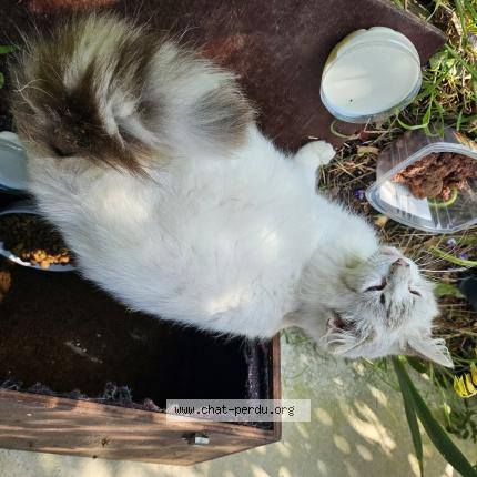 Photo 1/1 Mimine Chat lost in Montoire sur le loir