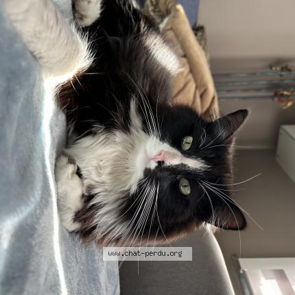 Foto van vermiste kat in Tournai