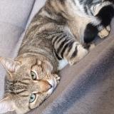 Picture of cat lost at Cherves Richemont