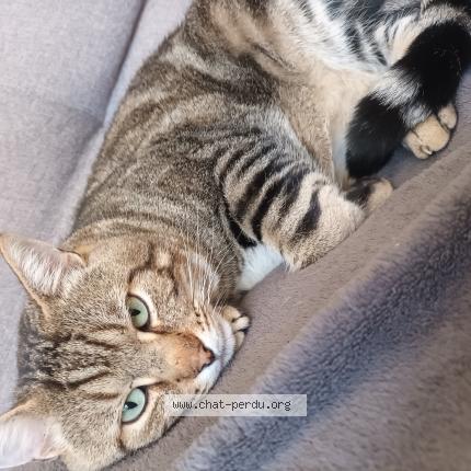 Photo 1/1 NENESSE Chat lost in Cherves richemont