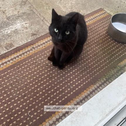 Photo 1/1 Cat reunited Found in Oye plage